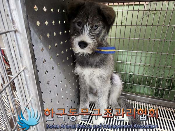 종료(반환) 믹스견…